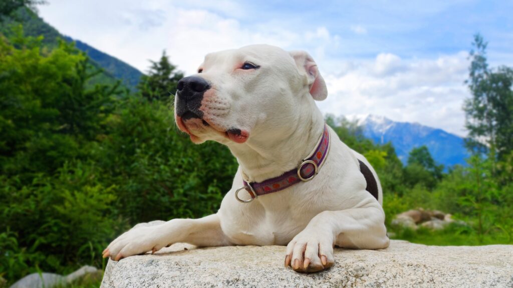 Dogo Argentino