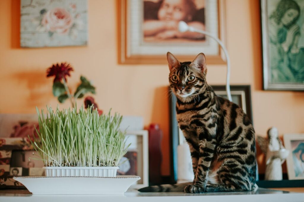 Gato Bengal