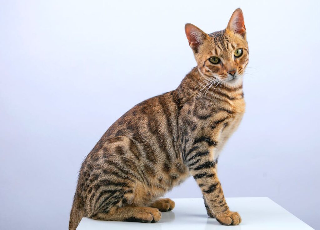 Gato Bengal