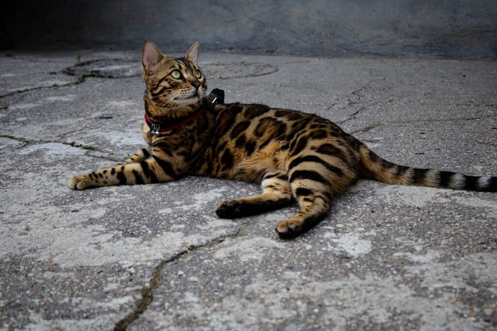 Gato Bengal