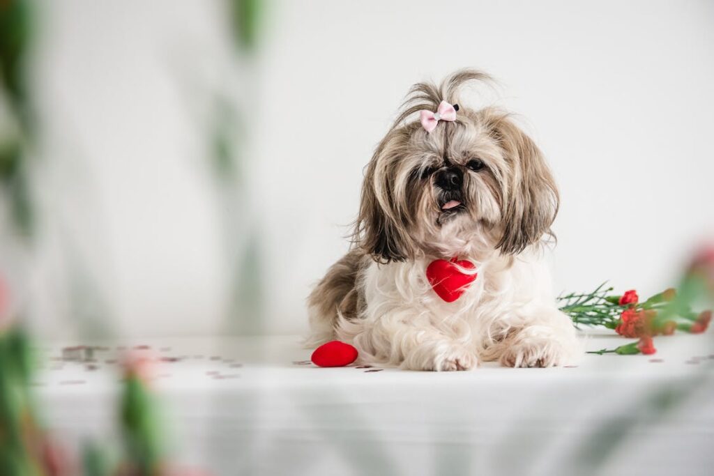 Shih Tzu