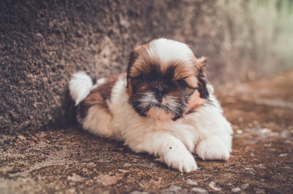 Shih Tzu