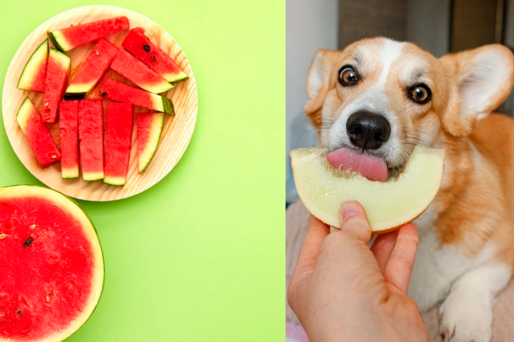 Frutas que Cachorro Pode Comer