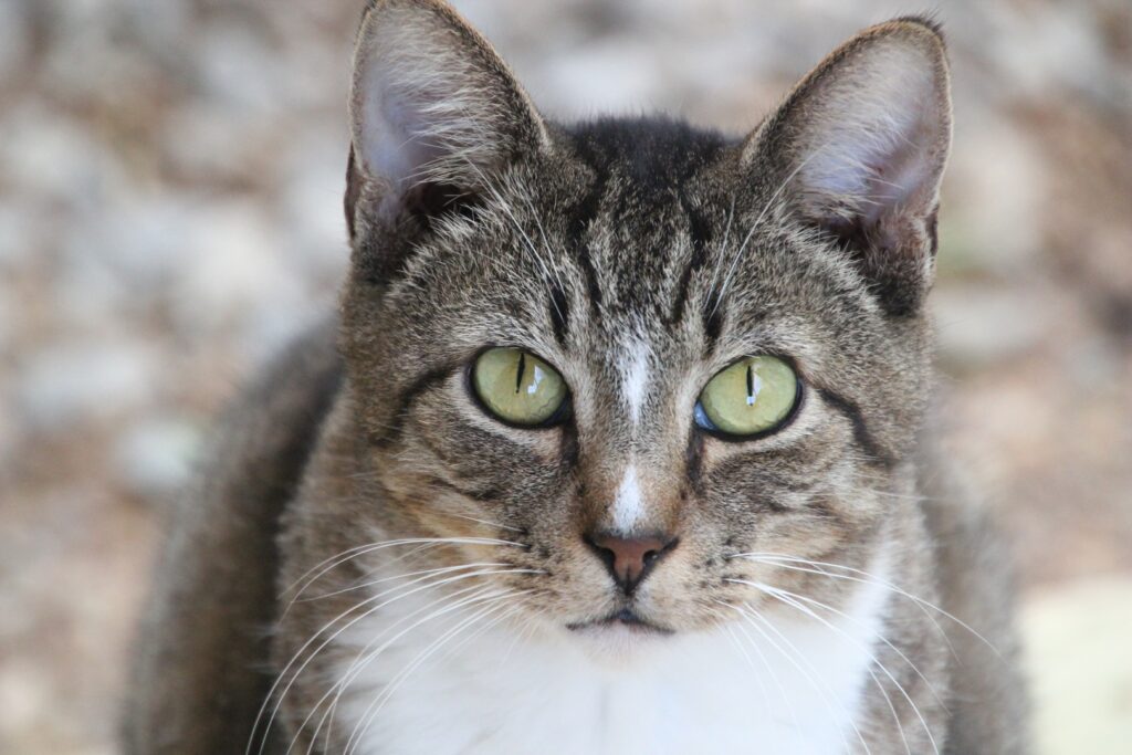 Gato Doméstico de Pelo Curto