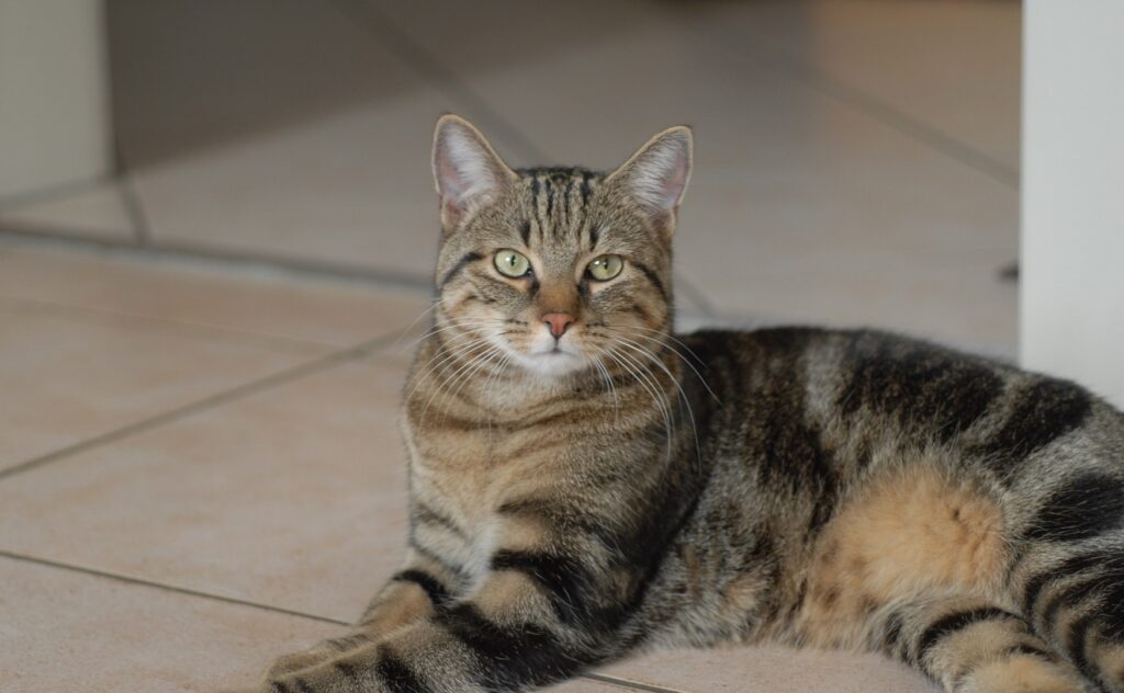 Gato Doméstico de Pelo Curto