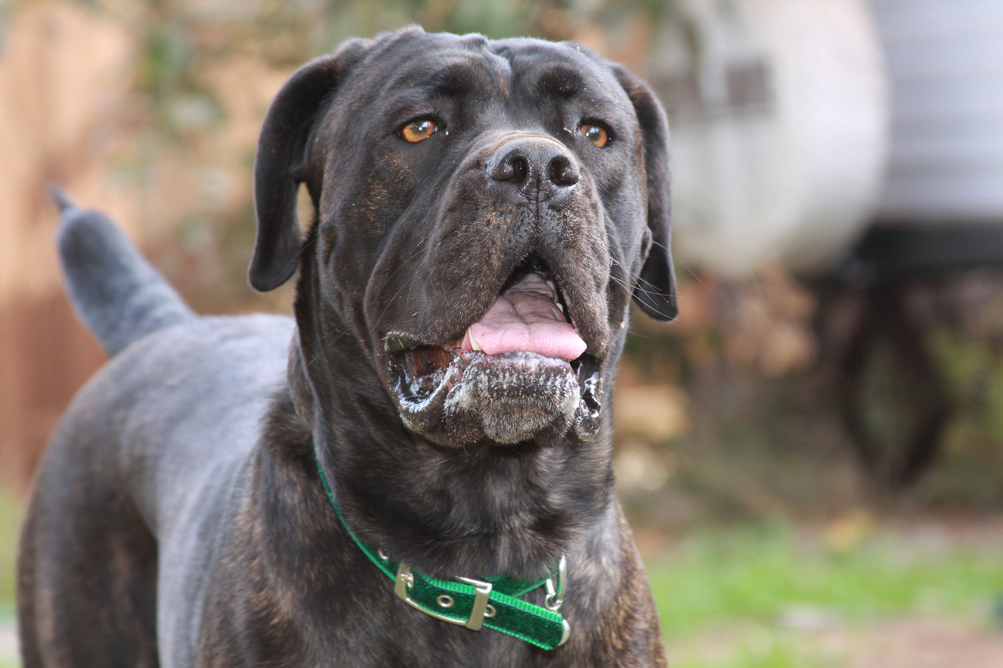 Conheça o Guia Completo Sobre Cane Corso em 2024