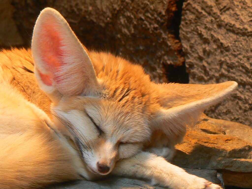 Raposa feneco (Vulpes zerda)