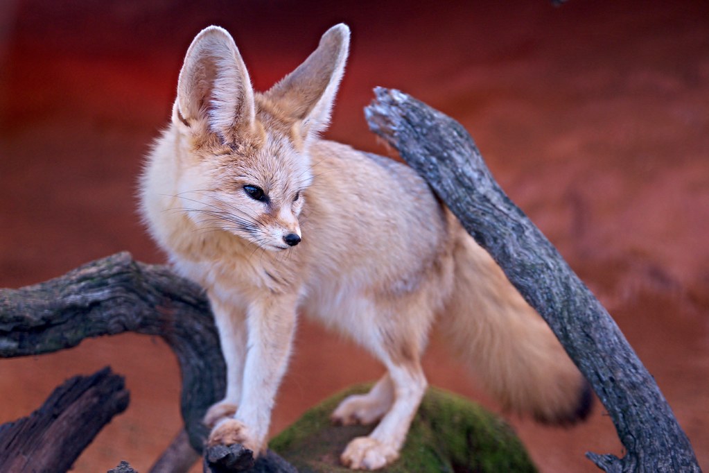 Raposa feneco (Vulpes zerda)