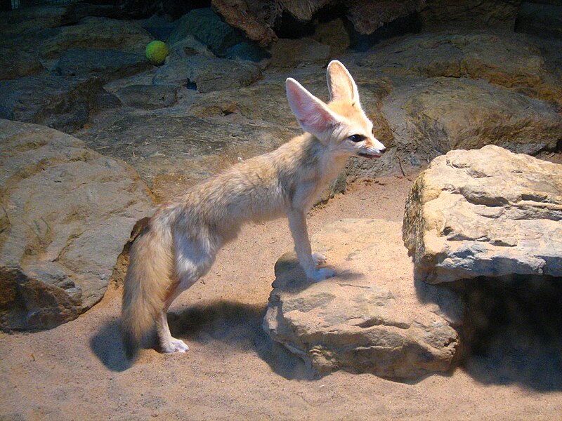 Raposa feneco (Vulpes zerda)