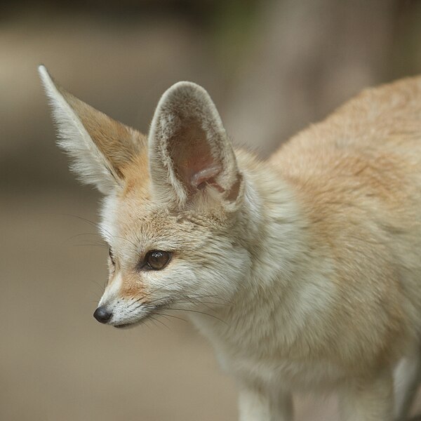 Raposa feneco (Vulpes zerda)