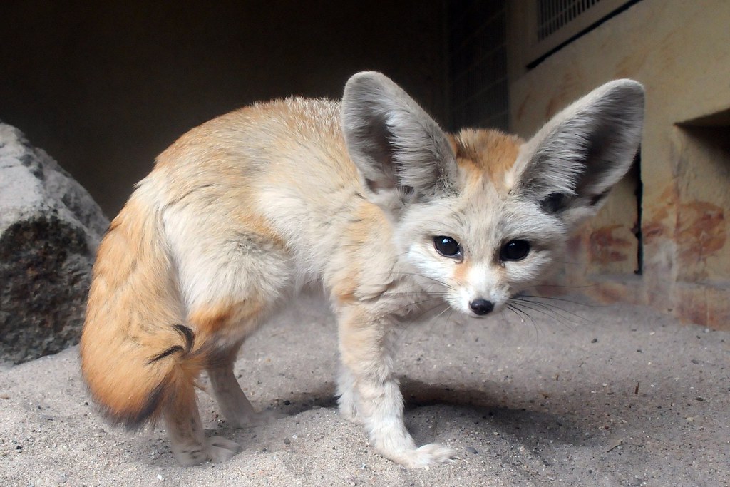 Raposa feneco (Vulpes zerda)