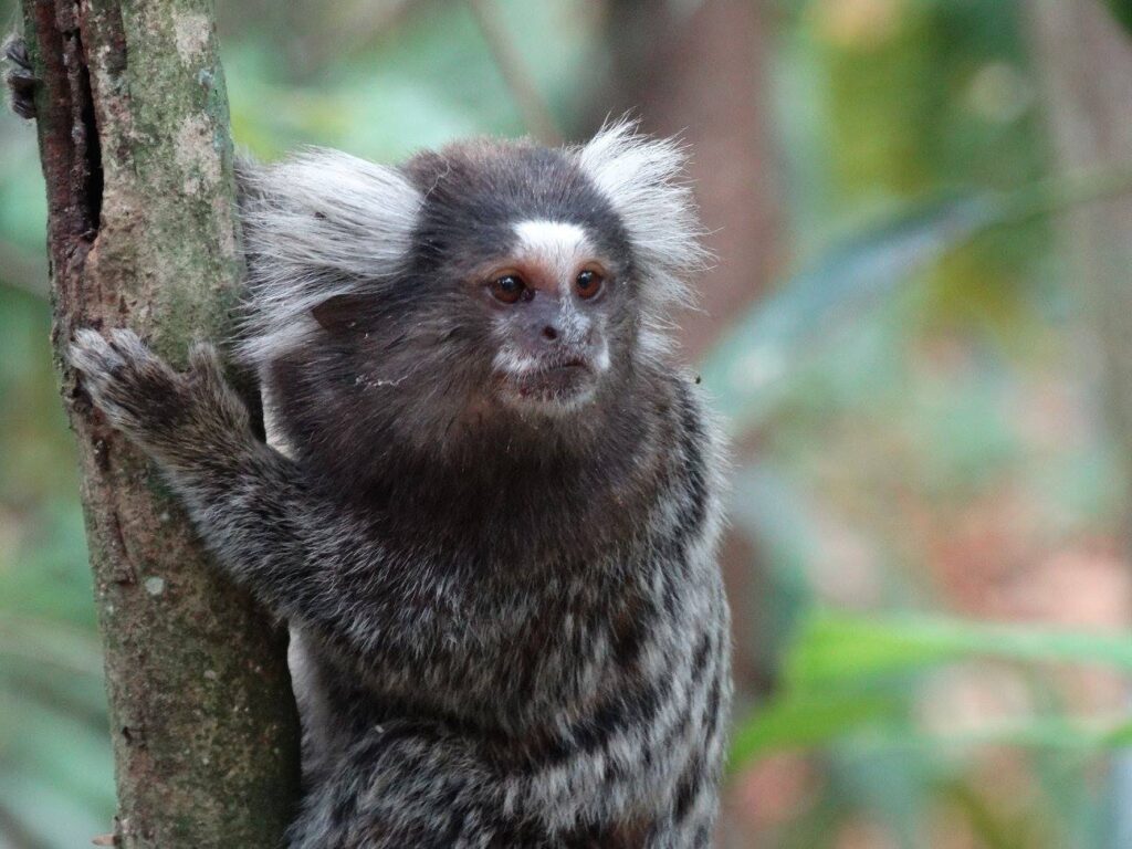 Macaco Sagui