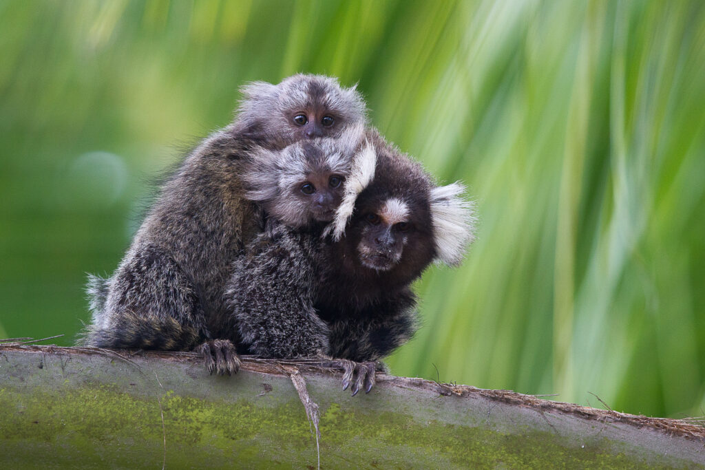 Macaco Sagui: 10 fotos e características (Callithrix) 2025