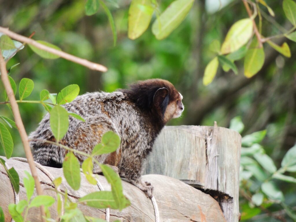 Macaco Sagui