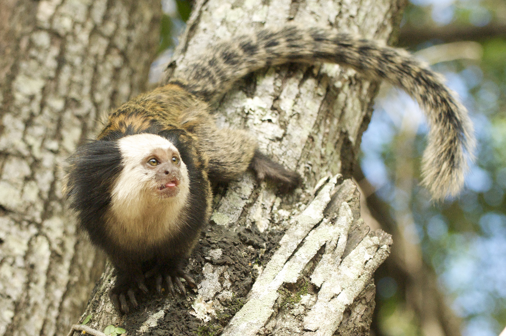 Macaco Sagui