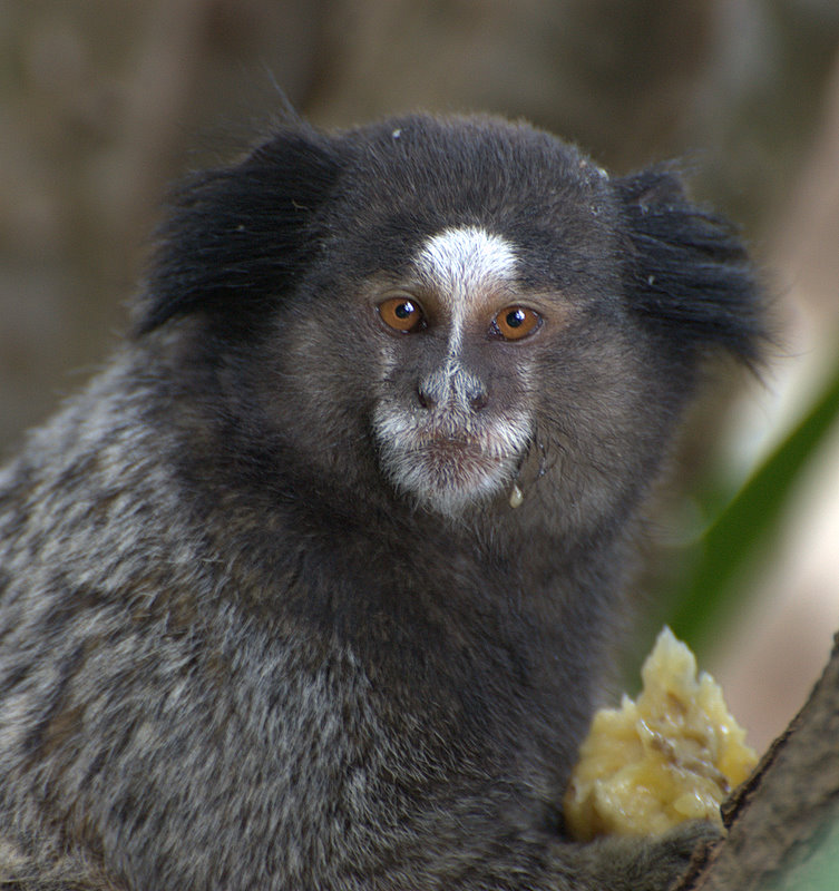 Macaco Sagui