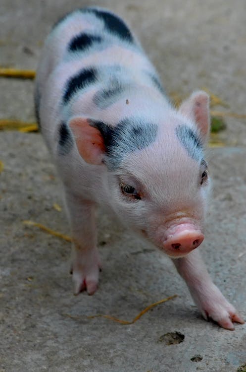 Animais exóticos de estimação