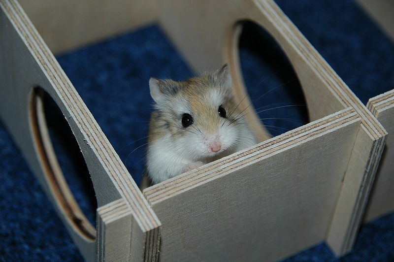 Casa de Hamster