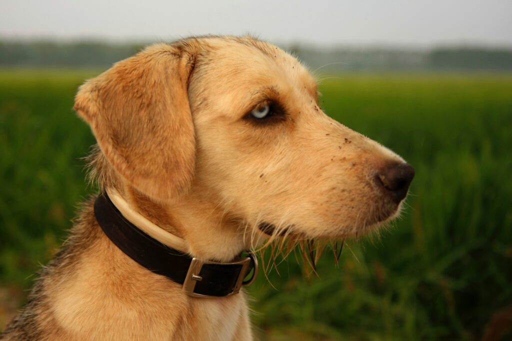 Coleira para cachorro