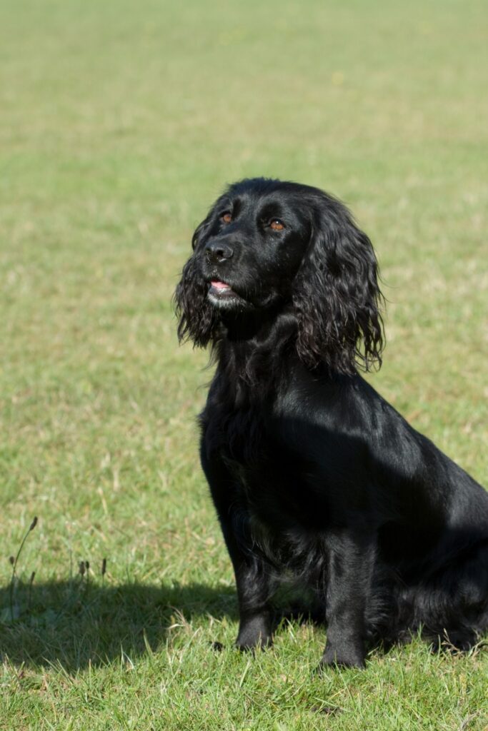 Cocker Spaniel