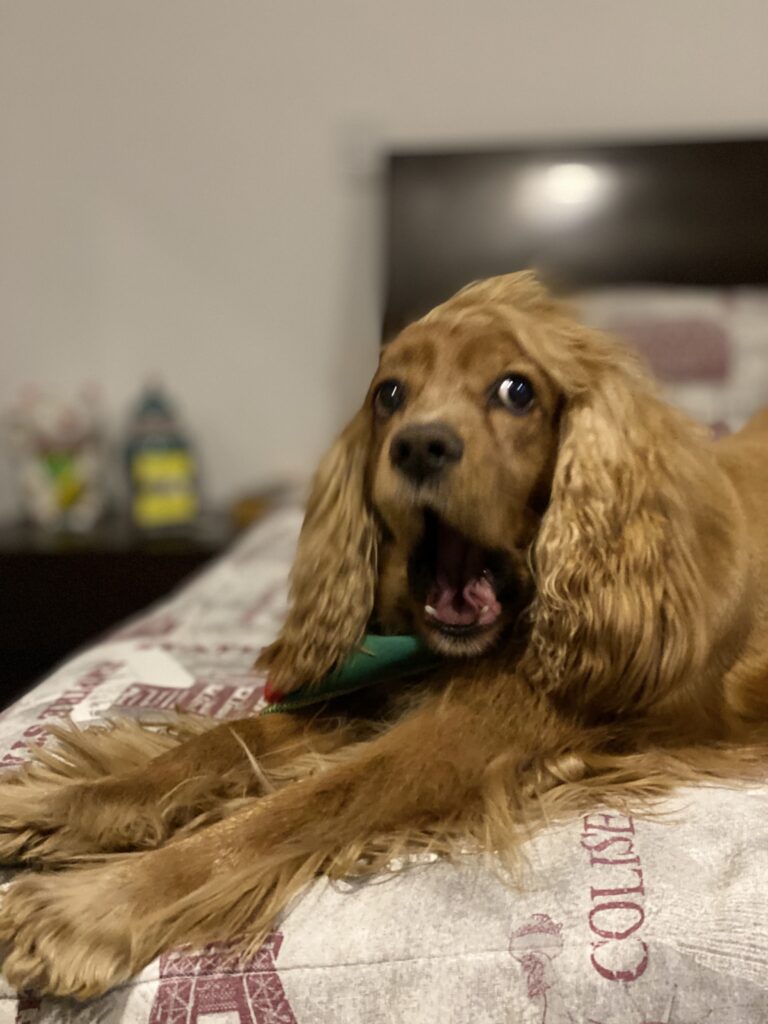 Cocker Spaniel