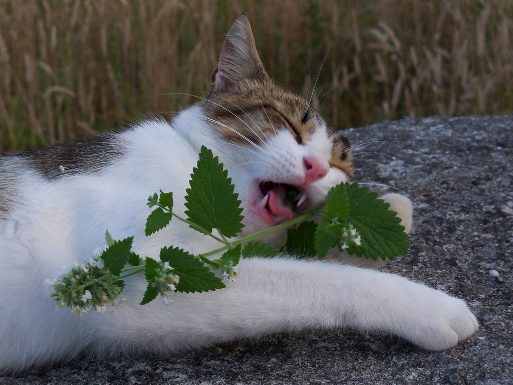 Catnip (Nepeta cataria)