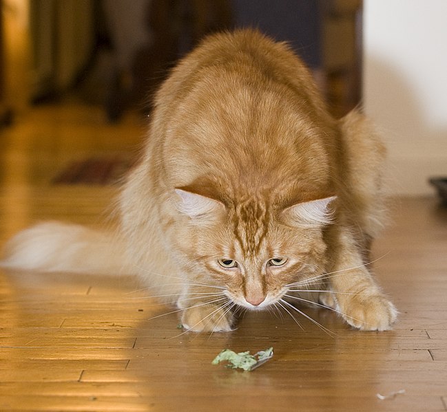 Catnip (Nepeta cataria)